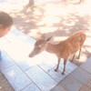 神子鹿にご挨拶