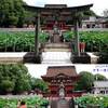 240708_伊賀八幡宮の蓮の花2