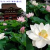 240708_伊賀八幡宮の蓮の花4