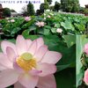 240708_伊賀八幡宮の蓮の花3