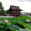 240708_伊賀八幡宮の蓮の花5