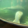 新屋島水族館_2025年3月