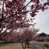 汐見台公園の桜