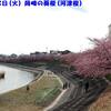 250318_岡崎の葵桜(河津桜)15