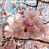 250318_岡崎の葵桜(河津桜)12