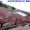 250318_岡崎の葵桜(河津桜)14