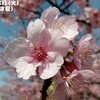 250318_岡崎の葵桜(河津桜)5