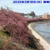 250318_岡崎の葵桜(河津桜)1