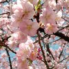 250318_岡崎の葵桜(河津桜)6