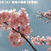 250318_岡崎の葵桜(河津桜)4