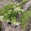 2025/8/12 阿蘇中岳にて