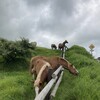 2025/8/12 阿蘇 馬の放牧