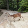 鹿＠紅葉谷公園