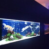 水族館「ジュエリーアクアリウム」