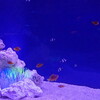水族館「ジュエリーアクアリウム」