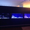 水族館「ジュエリーアクアリウム」