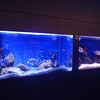 水族館「ジュエリーアクアリウム」