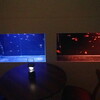 水族館「ジュエリーアクアリウム」