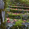 滋賀朽木の苔階段と紅葉の落葉