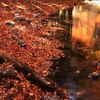 落ち葉と池