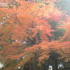 紅葉も真っ赤