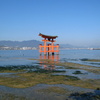 厳島神社の大鳥居