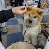 秋田犬会館