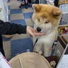 秋田犬会館