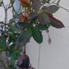 バラが芽吹いてきています③