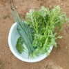 野菜収穫(春菊､ねぎ､パセリ）