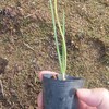 玉ねぎ苗