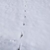 キツネの足跡