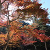 紅葉谷公園