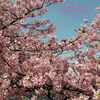 260307_岡崎の葵桜(河津桜)3