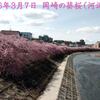 260307_岡崎の葵桜(河津桜)1