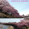 260307_岡崎の葵桜(河津桜)2