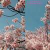260307_岡崎の葵桜(河津桜)4