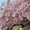 260307_岡崎の葵桜(河津桜)5