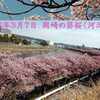 260307_岡崎の葵桜(河津桜)6