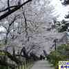 260330_岡崎公園の桜 散り始め6