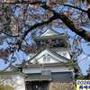 260330_岡崎公園の桜 散り始め4