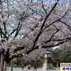 260330_岡崎公園の桜 散り始め2