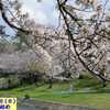 260330_岡崎公園の桜 散り始め8