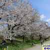 260330_岡崎公園の桜 散り始め10