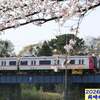260330_岡崎公園の桜 散り始め9