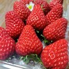 『紅ほっぺ』1,300円