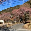 七滝めぐり駐車場の河津桜