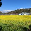 みなみの桜と菜の花まつり～菜の花畑
