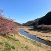 みなみの桜と菜の花まつり～河津桜