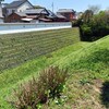 川越城 中ノ門堀跡